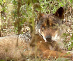 La Junta de CyL abre la puerta a "control poblacional" del lobo al sur del Duero